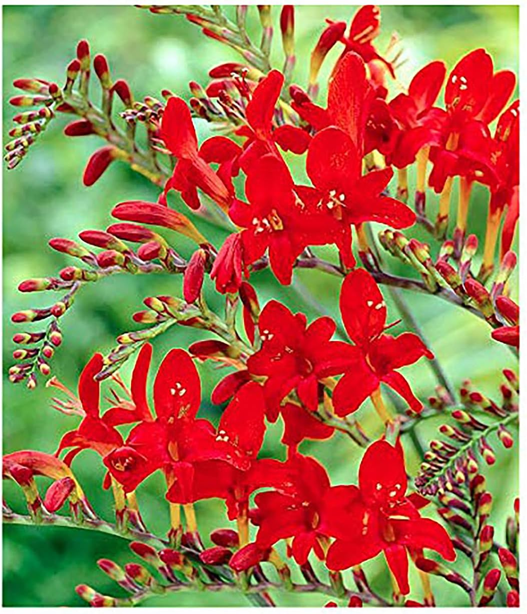5 Lucifer Crocosmia Blubs - Grows 30-48" Tall.