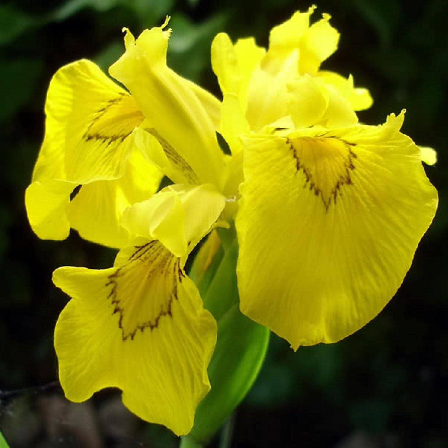 ‘Black Magic’ Taro, a Great Live Pond Plant for Your Water Garden. Filters The koi and Goldfish Pond. Good for Bogs