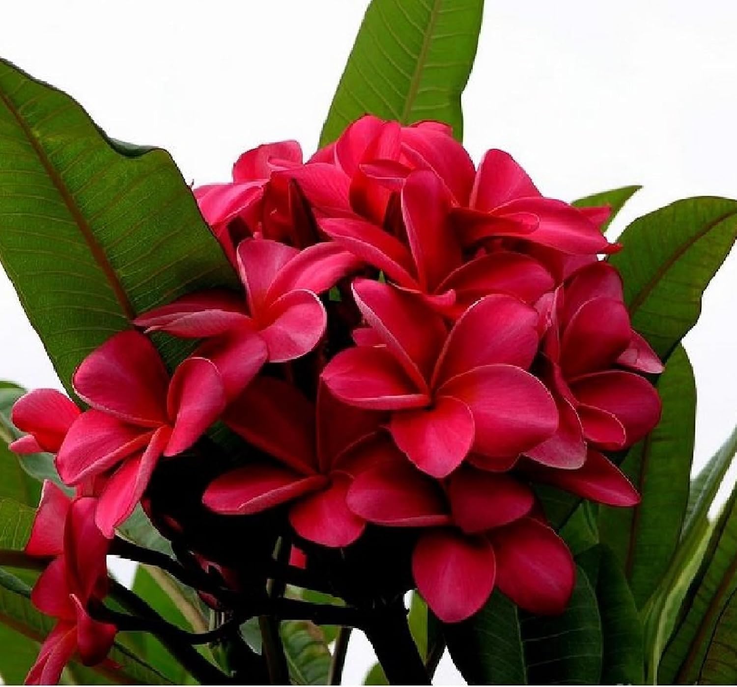 Red Hawaiian Plumeria Cuttings 4 Pk – 11-Inch Unrooted Stem from Big Island Hawaii – Easy to Root, Fragrant Tropical Blooms – for Gardens
