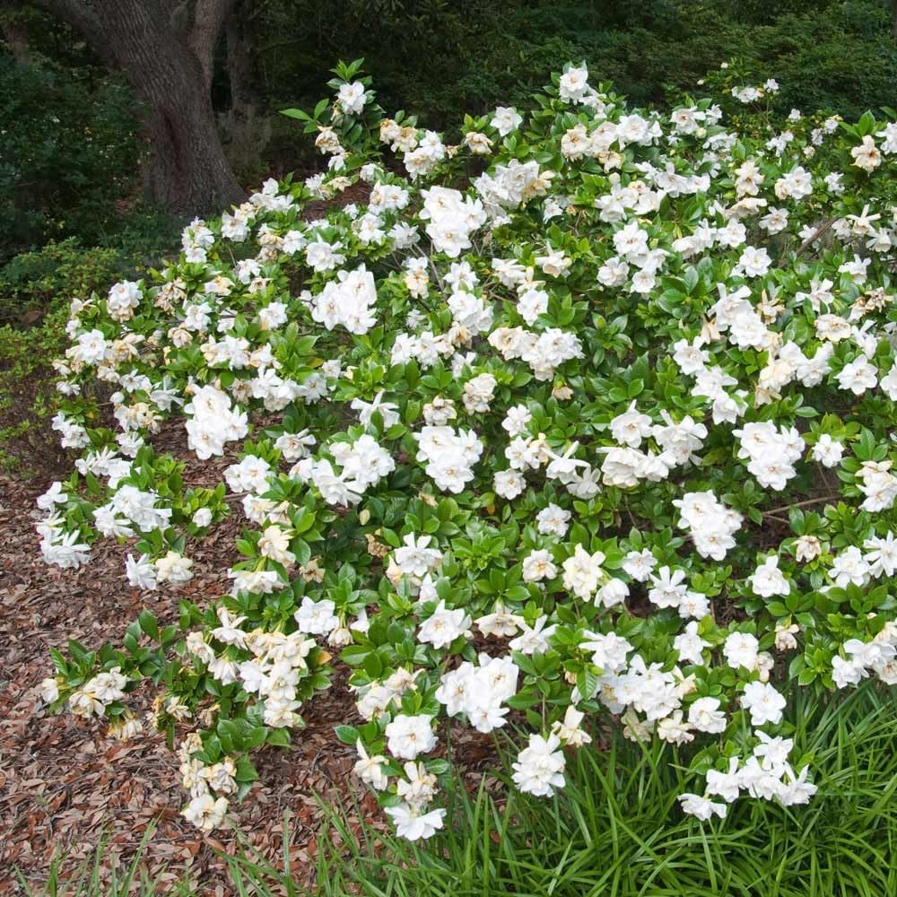 Brighter Blooms - Frost Proof Gardenia Shrub, 1 Gallon - No Shipping to AK, AZ, HI