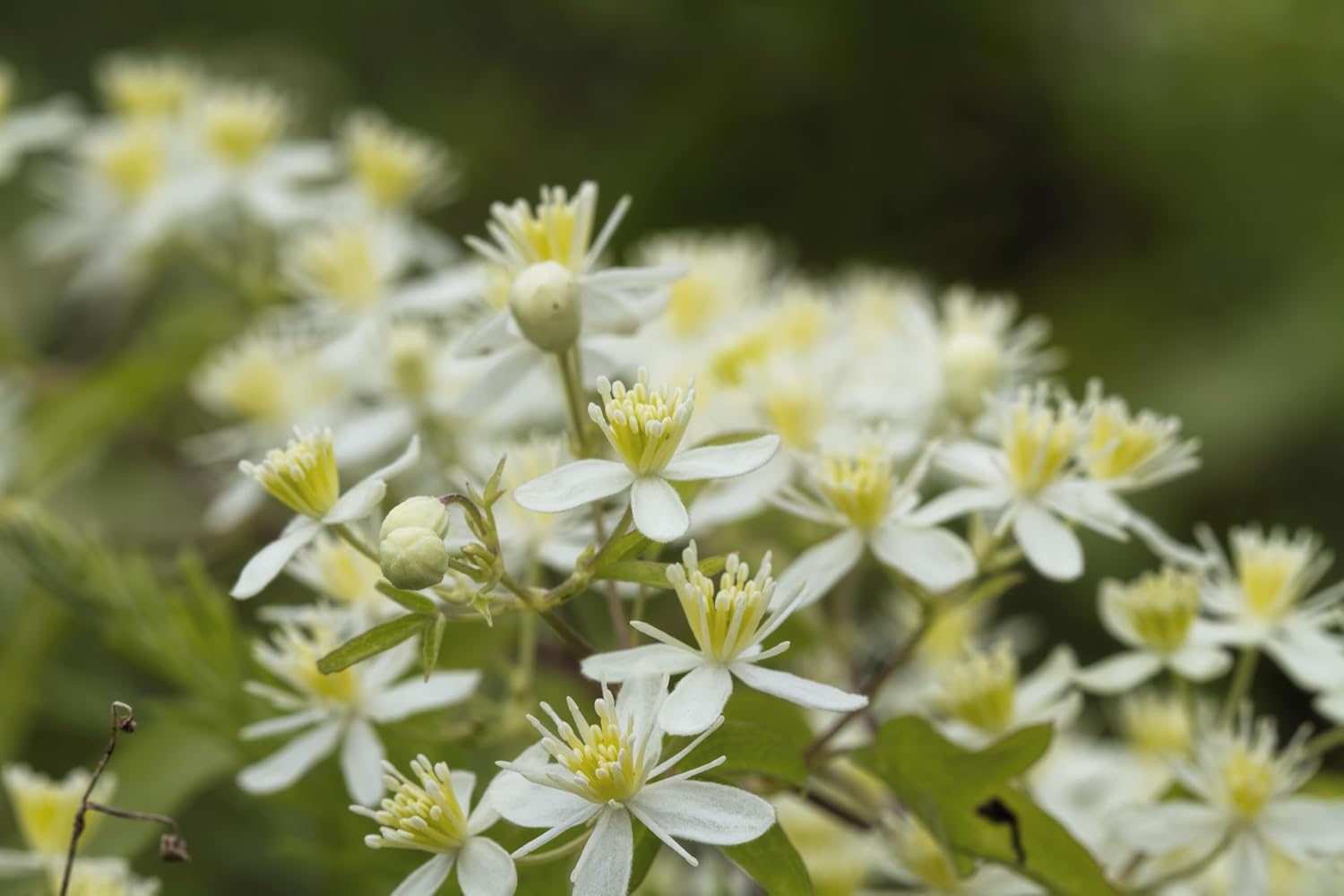 20 White Clematis Virginiana/Virgins Bower Flower Vine Seeds | Virgins Bower, Love Vine