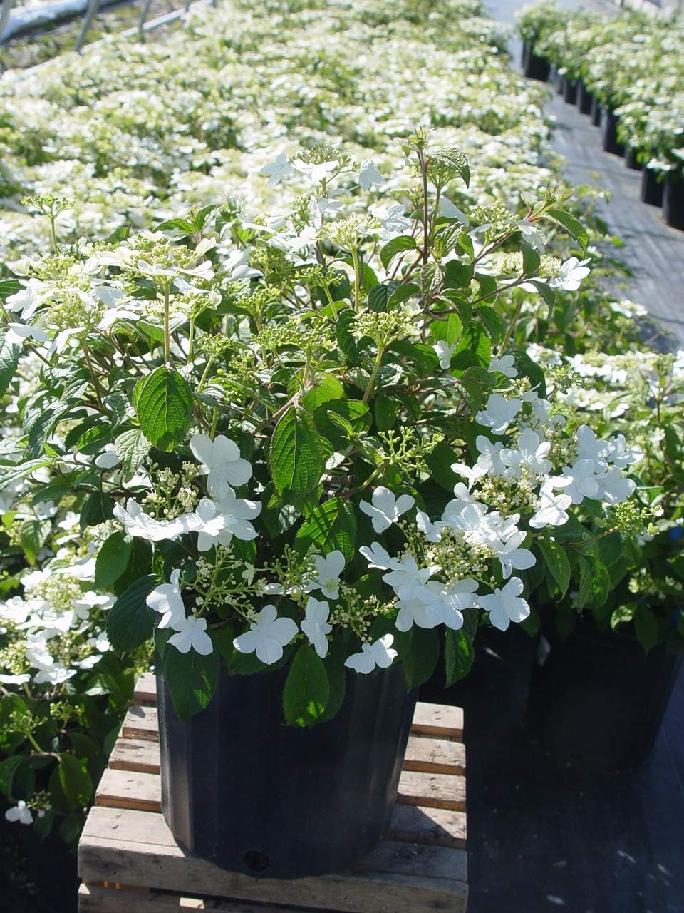 Viburnum p. t. 'Mariesii' (Doublefile Viburnum) Shrub, white flowers, #3 - Size Container