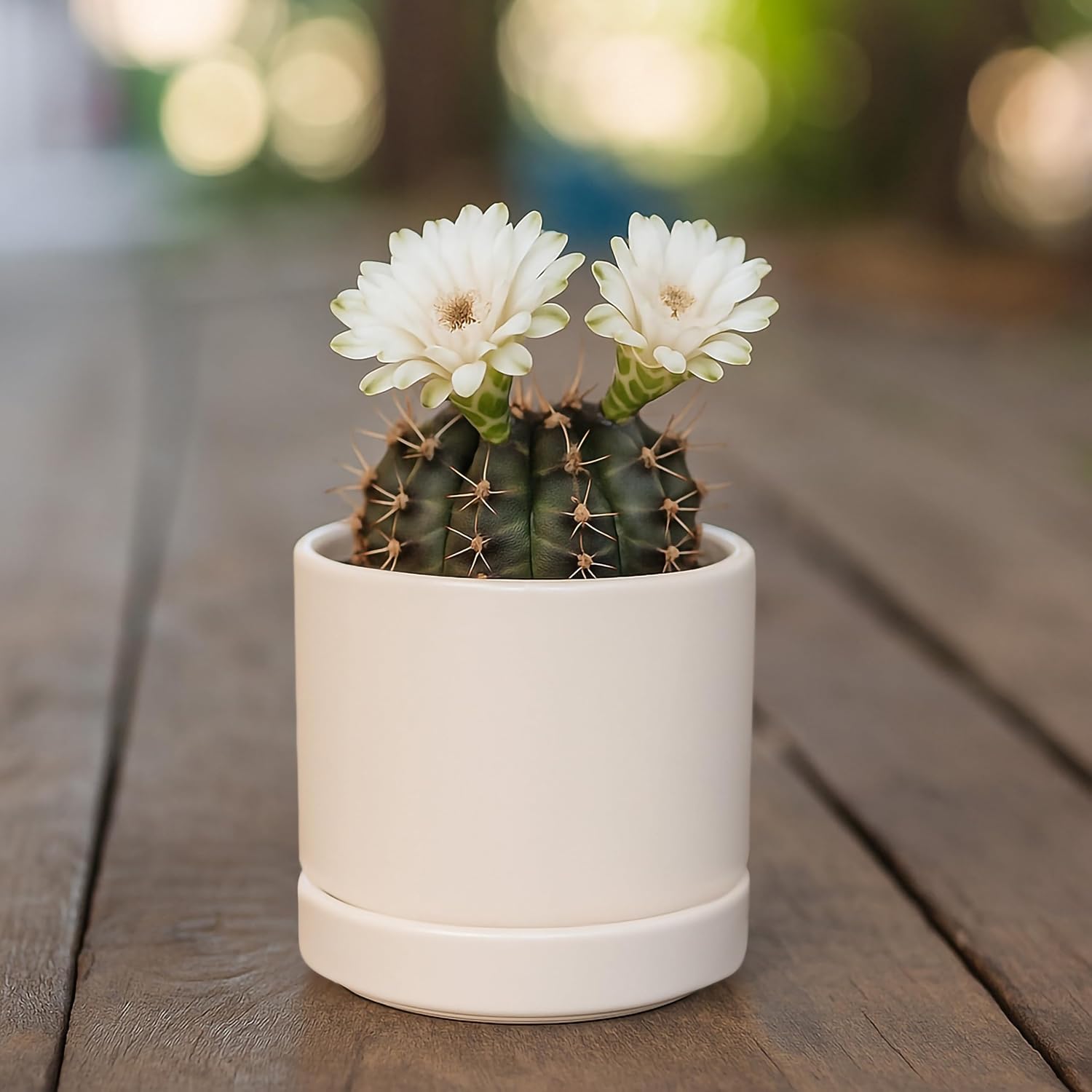 D'vine Dev 2-Pack Ceramic Pots with Saucers, White/Grey, 4.7 in, 94-V-B-6