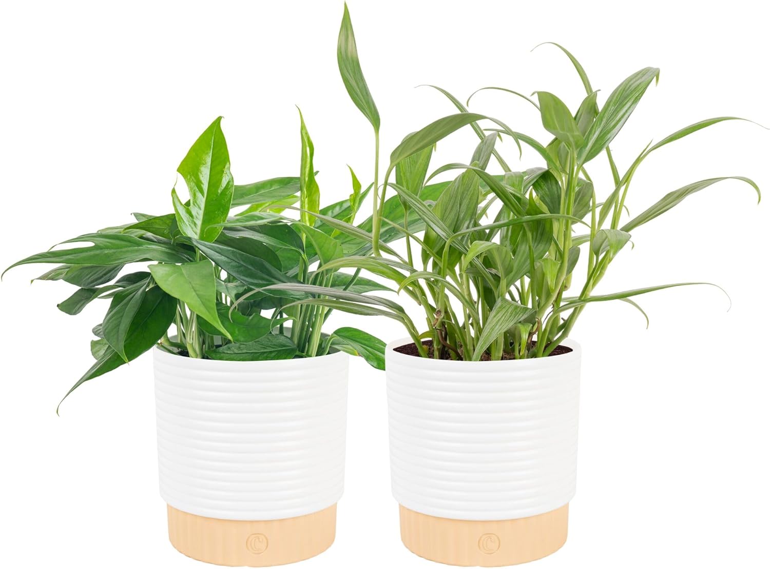 Costa Farms Golden Pothos, Live Indoor Plant, Trailing Vine, Air Purifying | Fast-growing trailing vine, one of the easiest to grow. Great indoor houseplant. Ideal housewarming or birthday gift.