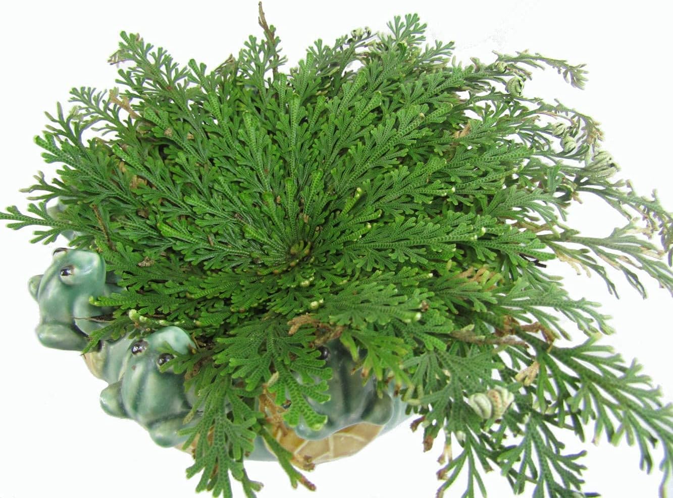 CircuitOffice Resurrection Plants Hydrophile Jericho Rose Plant