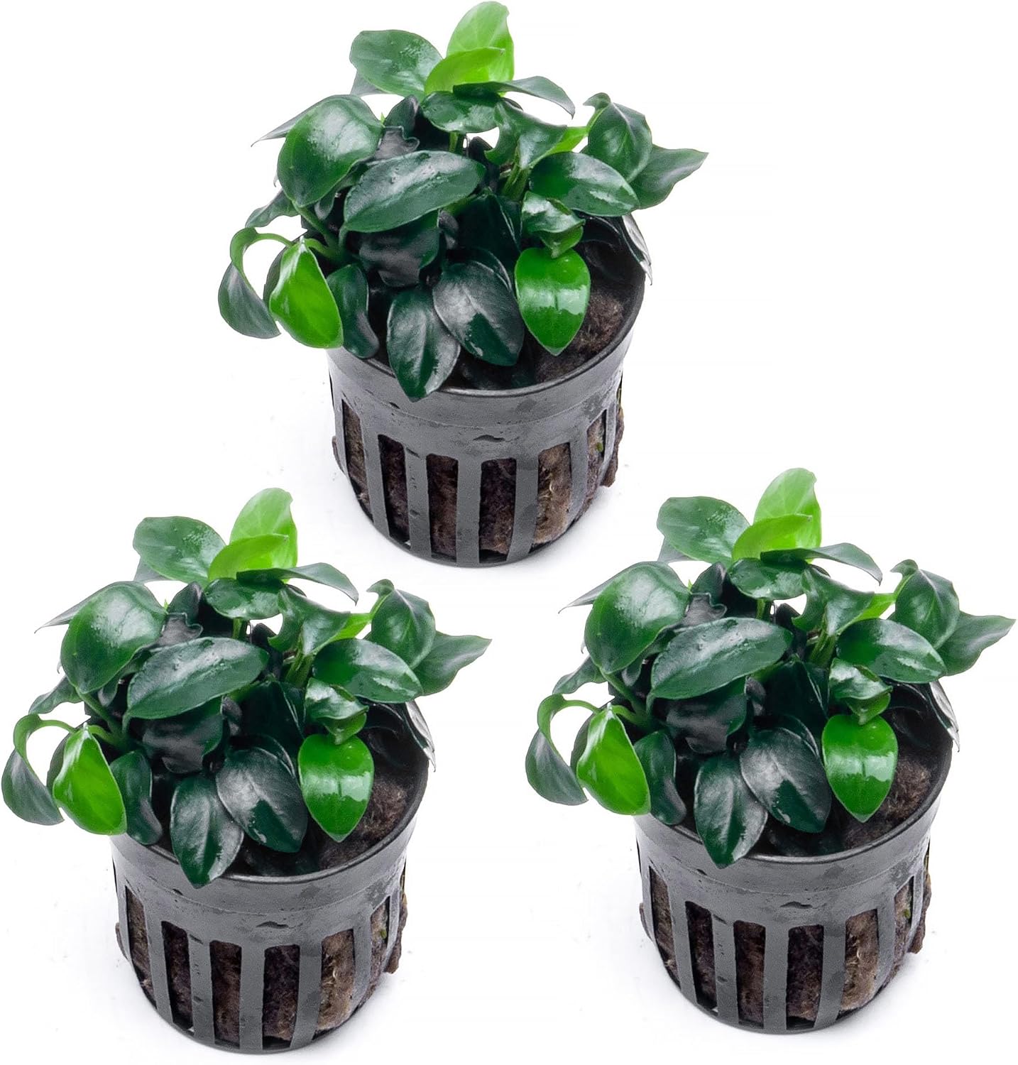 Anubias Nana Live Aquarium Plants - Potted Freshwater Plant for Fish Tanks, Terrariums - Beginner Friendly Low Light (1 Pot)