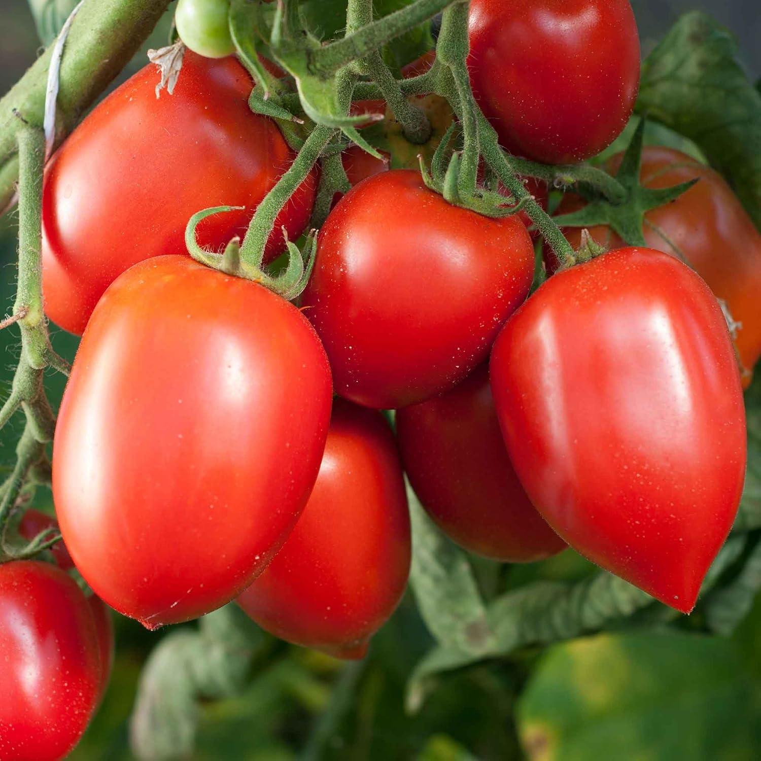 Eden Brothers Tomato Seeds - Persimmon Non-GMO Seeds for Planting, 1 oz | Low-Maintenance Vegetable Seeds, Plant During Warm Season, Zones 10, 3, 4, 5, 6, 7, 8, 9