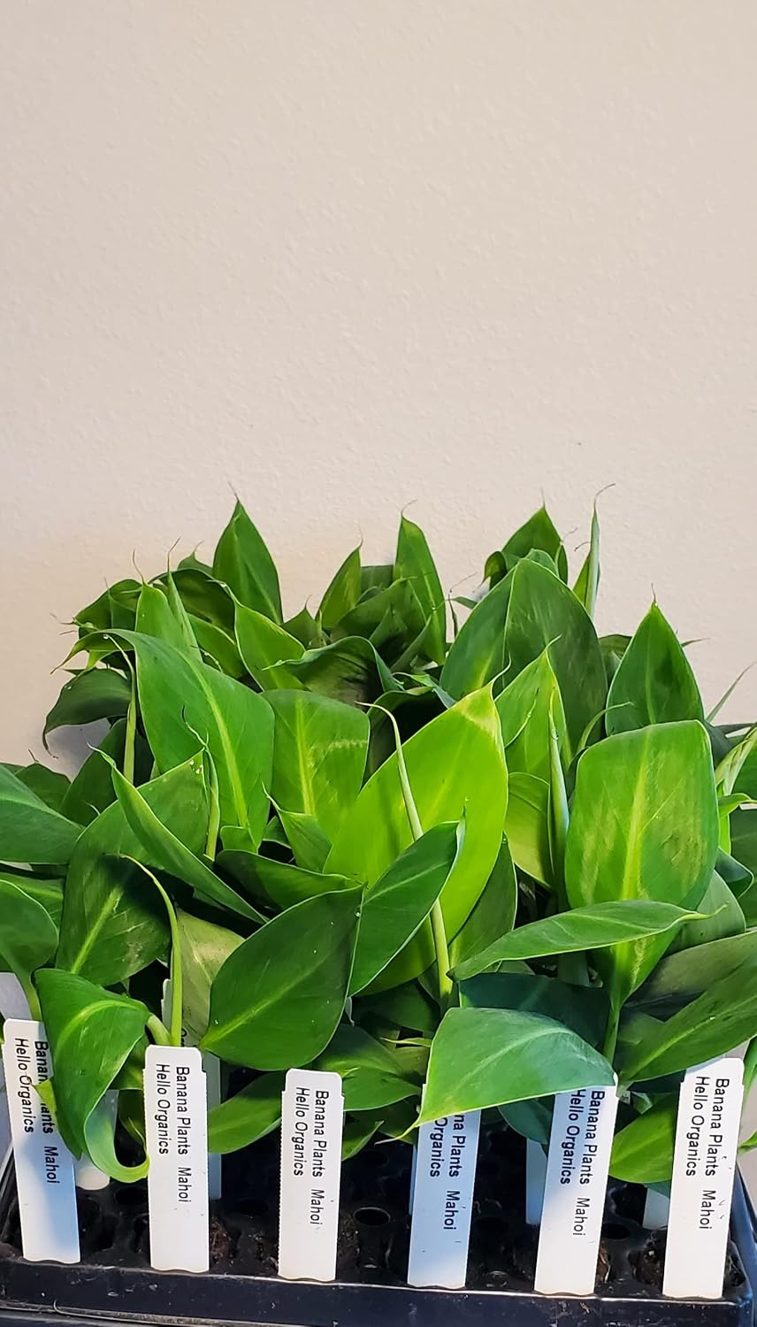 Banana Plants Double (Mahoi) Includes Four (4) Plants