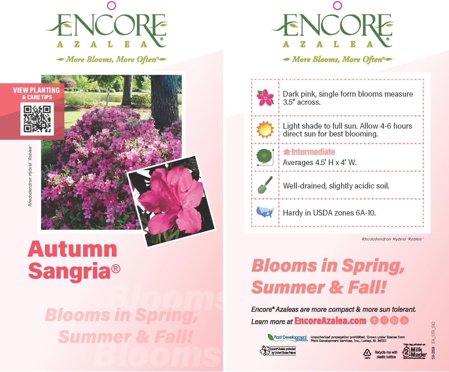 Encore Azalea Autumn Sangria (1 Gallon) Pink Flowering Shrub - Full Sun Live Outdoor Plant