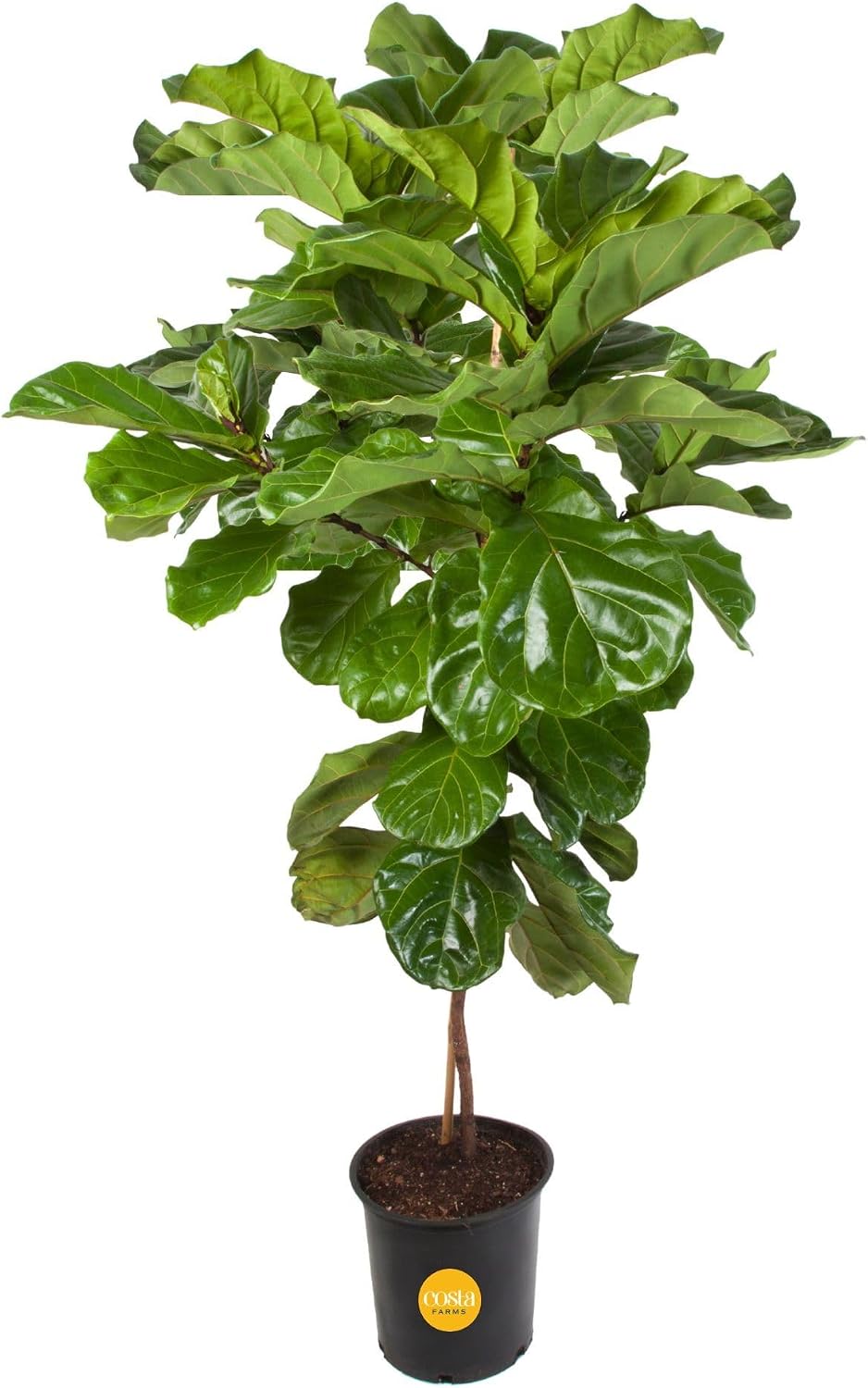 Costa Farms Fiddle Leaf Fig, Live Indoor Plant, Floor Plant