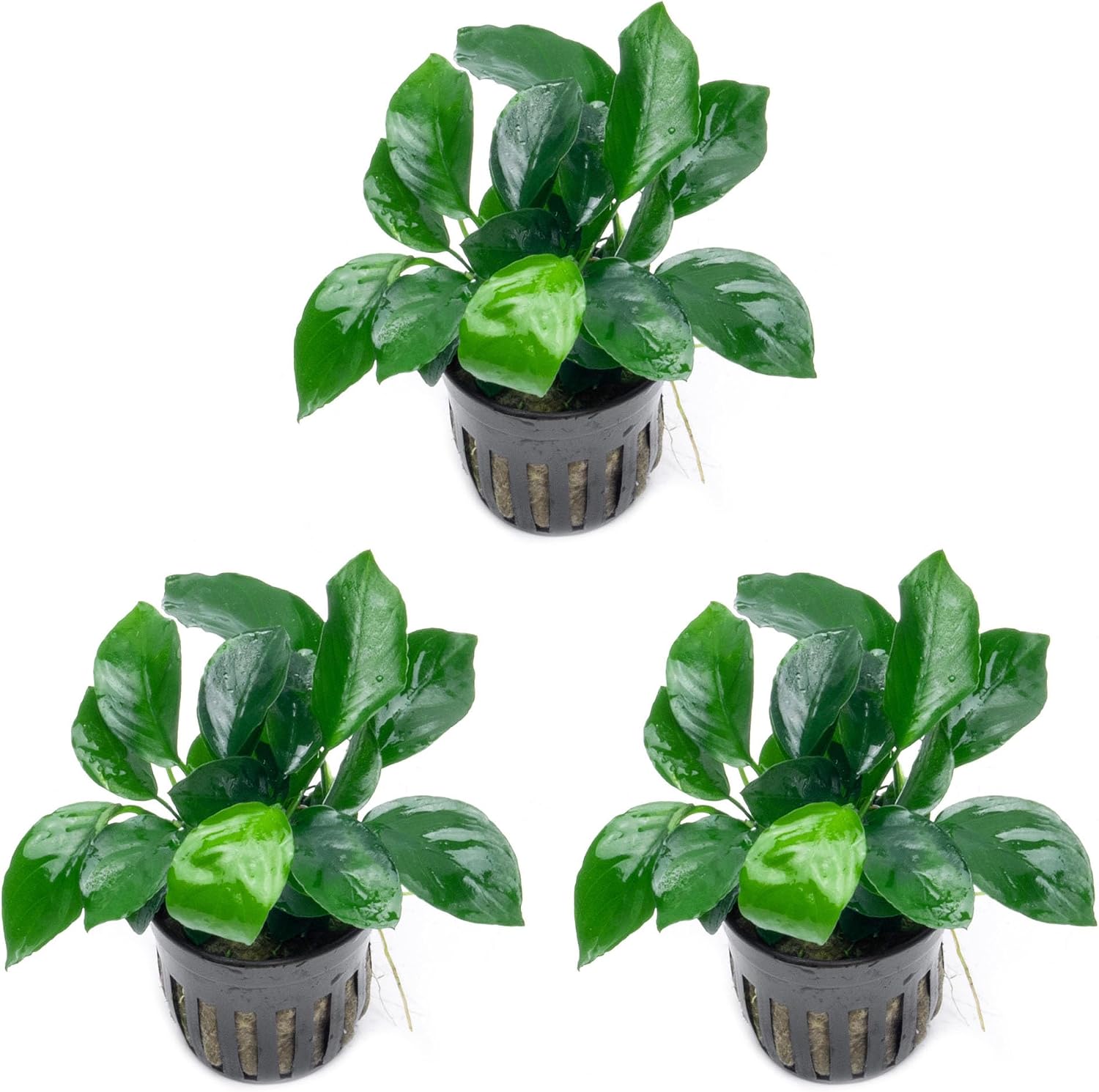 Anubias Nana Live Aquarium Plants - Potted Freshwater Plant for Fish Tanks, Terrariums - Beginner Friendly Low Light (1 Pot)