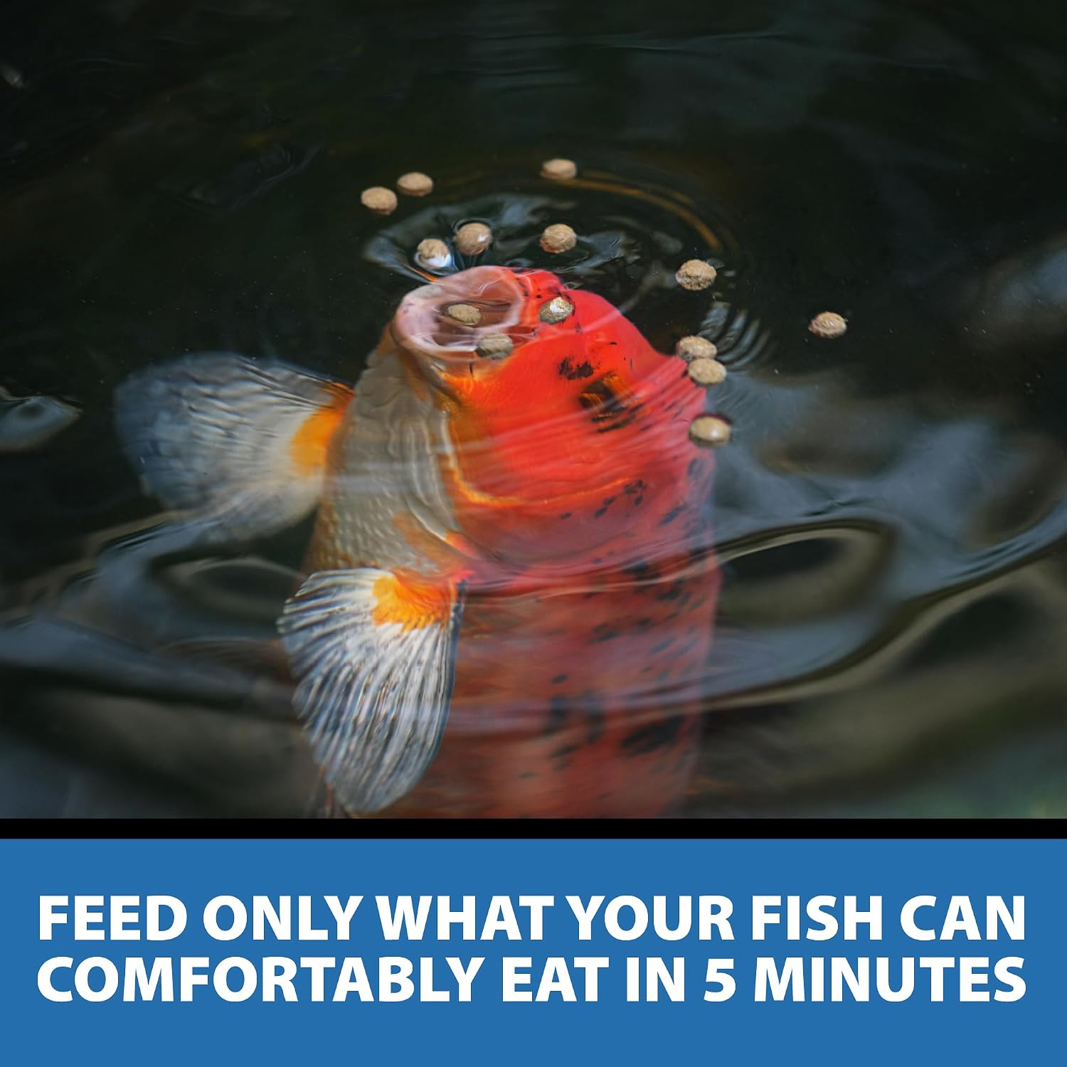 CrystalClear Staple Pond Fish Food for Koi & Goldfish, 8.8 Pound Bucket | Protein packed floating pellets for summer nutrition with easy digestion to support healthy growth and vitality
