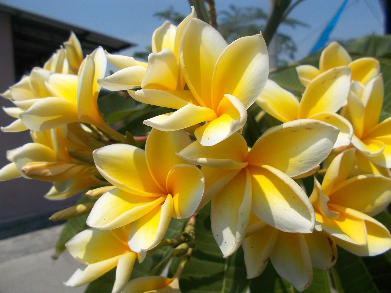 Plumeria Tree Frangipani Plant Cutting 1 Pk Discount Hawaiian Gifts