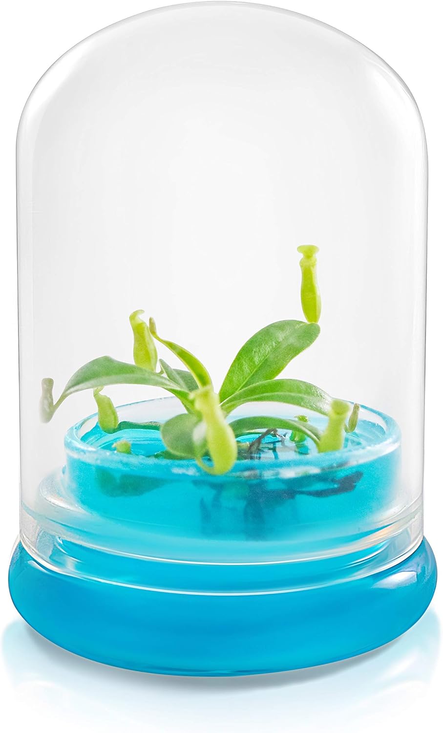 Bloomify Pitcher Plant – Live Nepenthes Tobaica – Zero Care Carnivore Plants Terrarium - Self-Sustaining Pitcher Plant Ecosystem – Great Gift