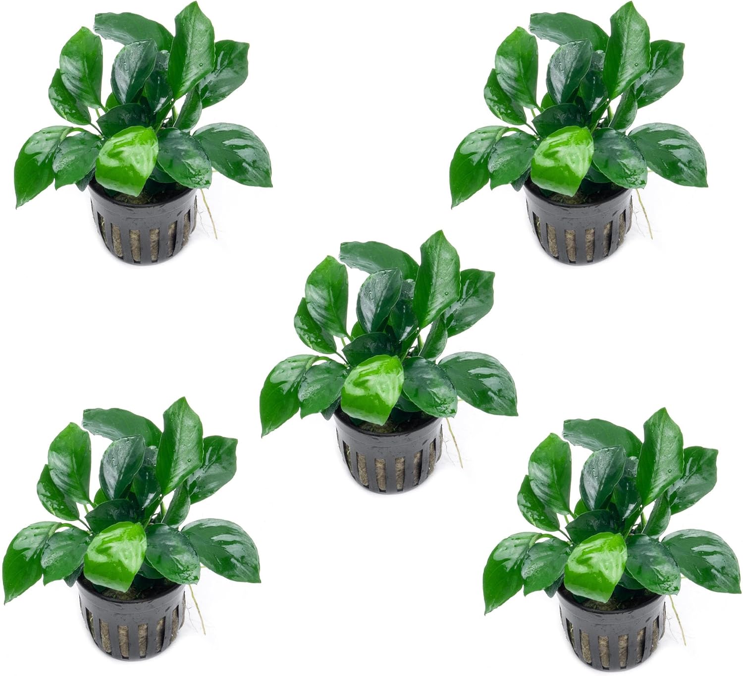 Anubias Nana Live Aquarium Plants - Potted Freshwater Plant for Fish Tanks, Terrariums - Beginner Friendly Low Light (1 Pot)