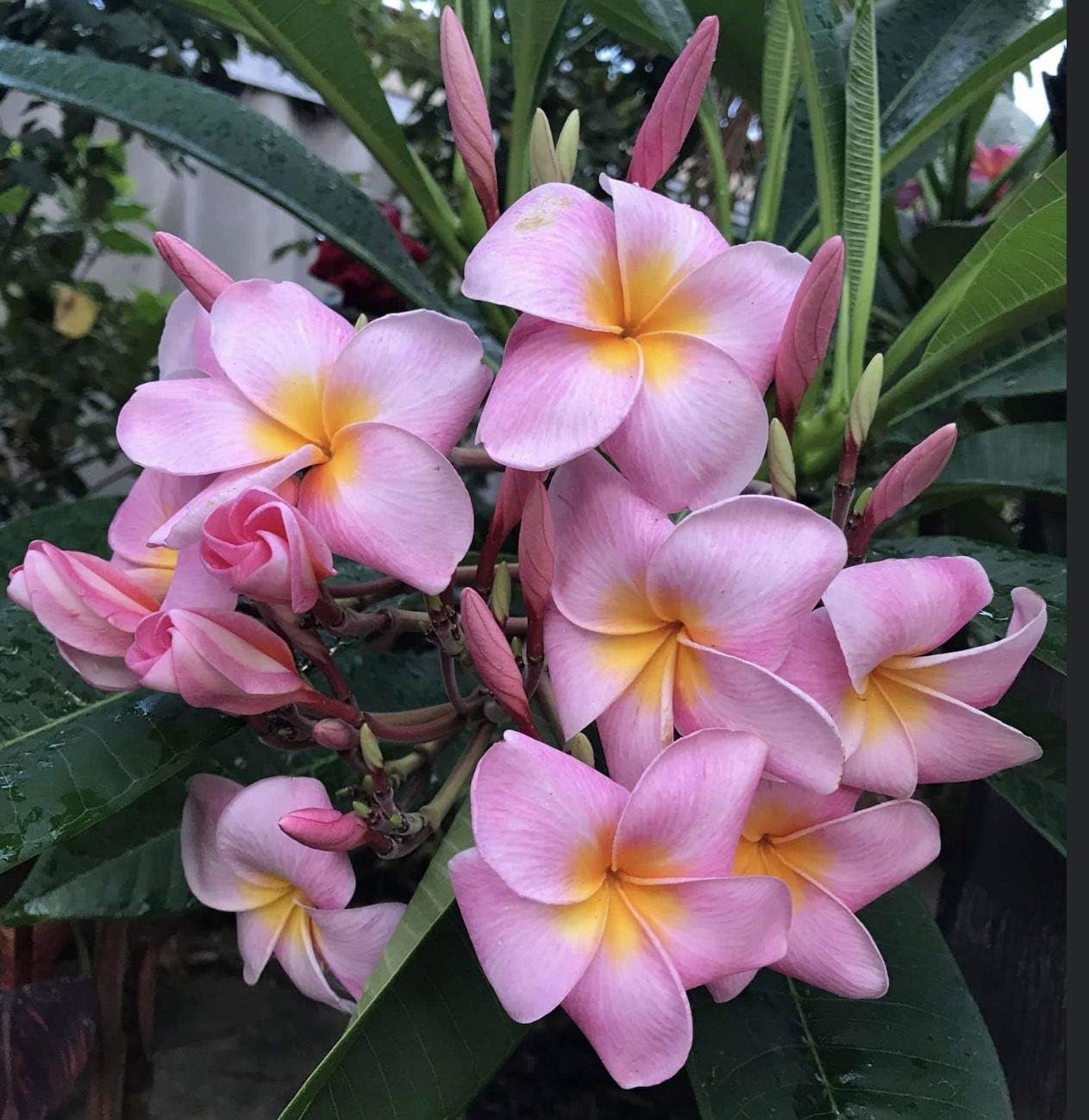 HAWAIIAN PINK PLUMERIA PLANT CUTTING ~ GROW HAWAII