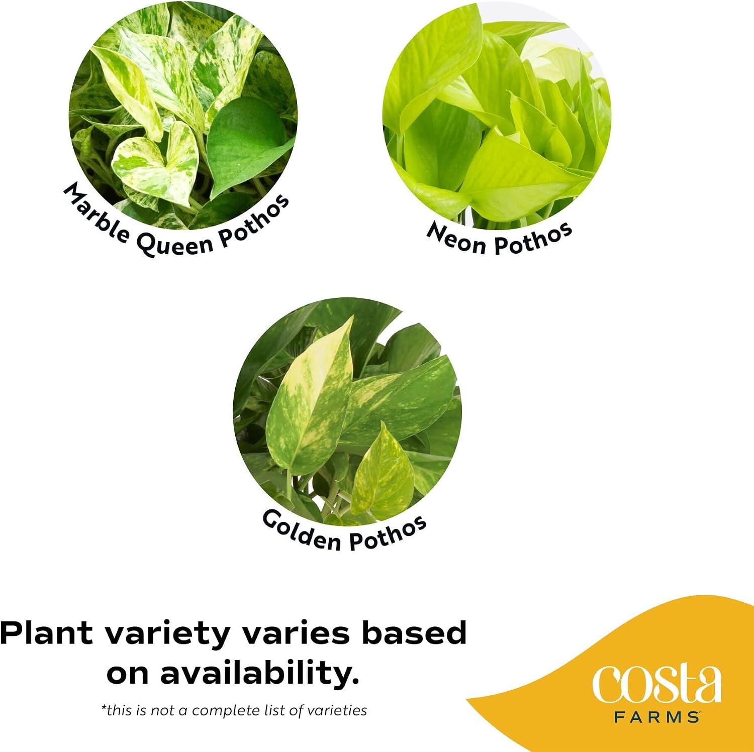 Costa Farms Golden Pothos, Live Indoor Plant, Trailing Vine, Air Purifying | Fast-growing trailing vine, one of the easiest to grow. Great indoor houseplant. Ideal housewarming or birthday gift.