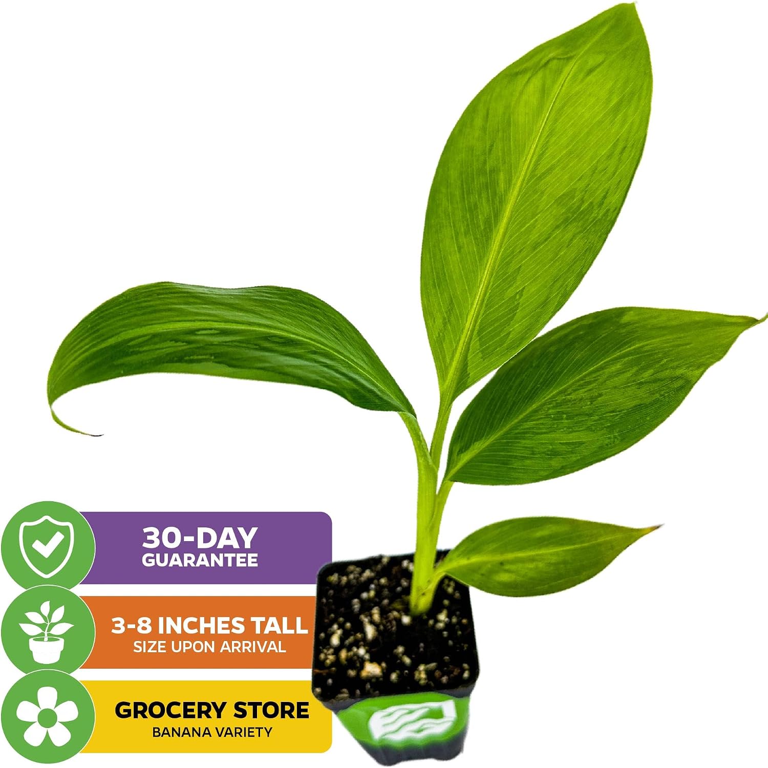 Ice Cream Banana Tree (1-Pack) Live Plants by Wellspring Gardens | Easy to Grow Plants for Nature Lovers & Gardeners- Outdoor Planting in Patio | Musa acuminata