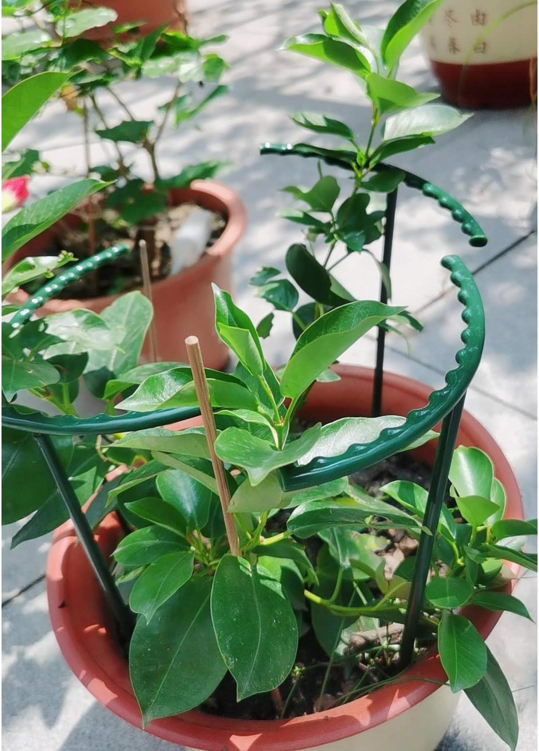 Belit 8 Pack Plant Supports for Small Plants, Garden Flowers Green Plant Support Ring, Planter Support Ring for Schlumbergera, Clivia, Succulents
