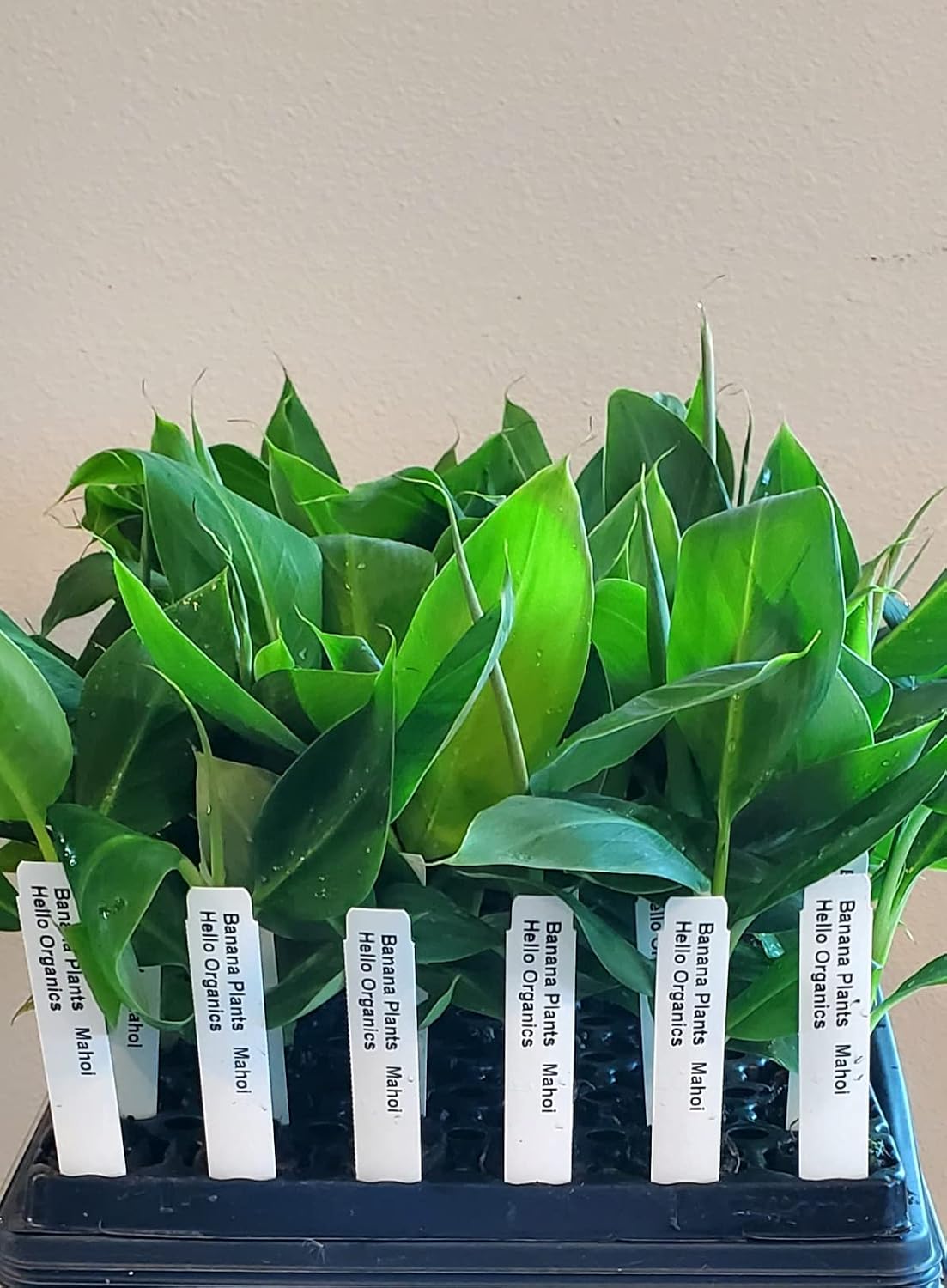 Banana Plants Double (Mahoi) Includes Four (4) Plants
