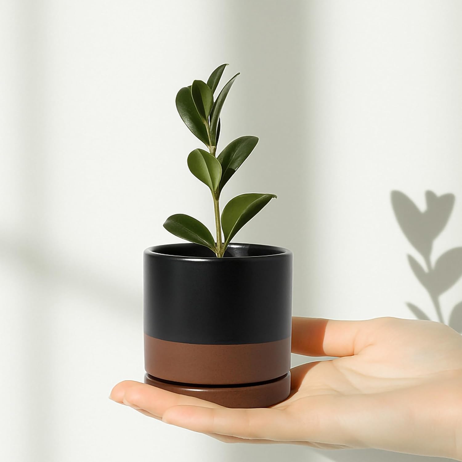 D'vine Dev 2-Pack Ceramic Pots with Saucers, White/Grey, 4.7 in, 94-V-B-6