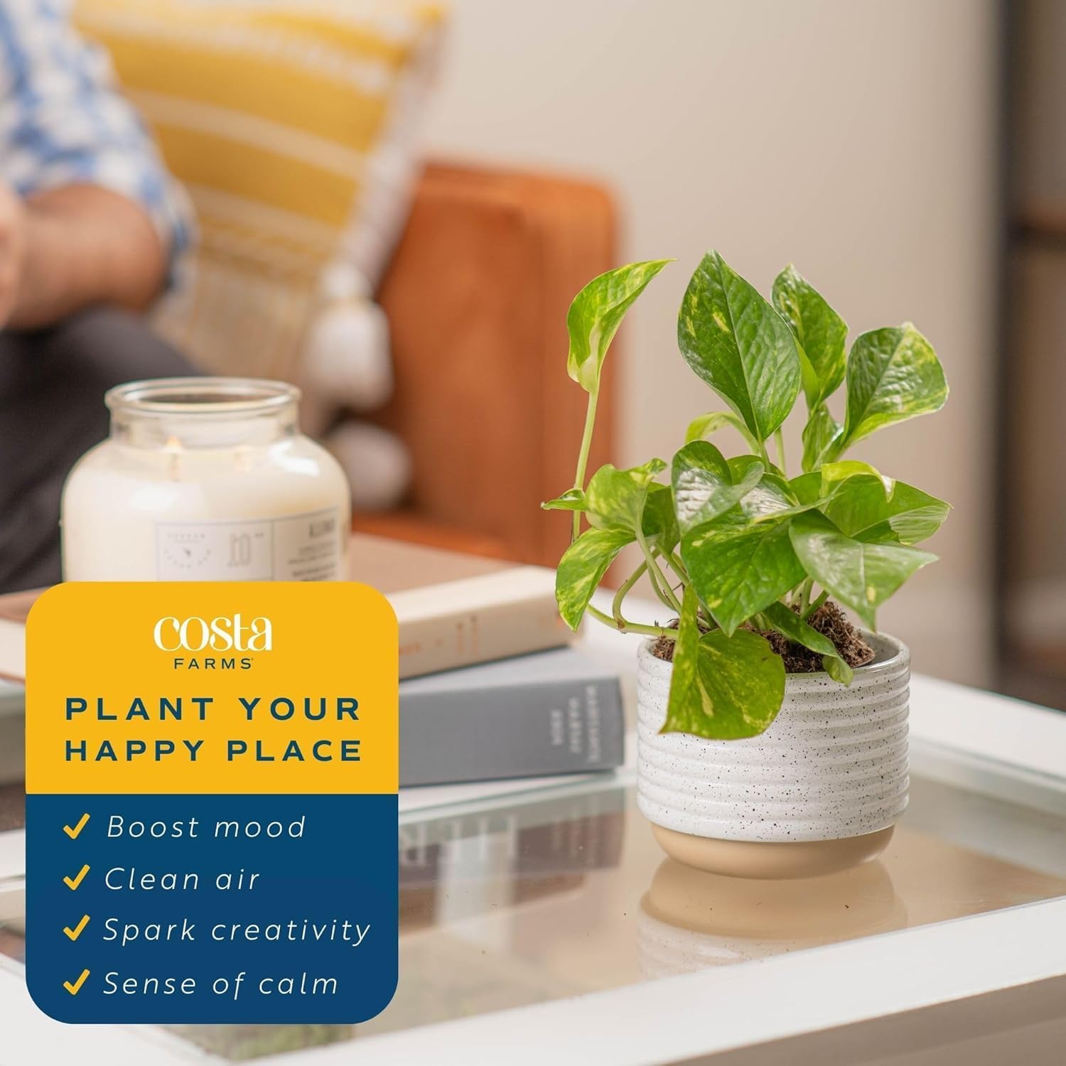 Costa Farms Golden Pothos, Live Indoor Plant, Trailing Vine, Air Purifying | Fast-growing trailing vine, one of the easiest to grow. Great indoor houseplant. Ideal housewarming or birthday gift.