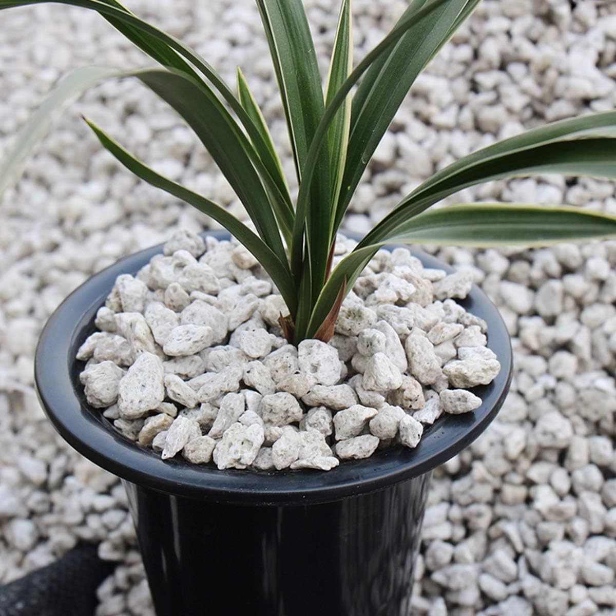 Mix Horticultural Lava Pebbles Pumice Potting Soil Amendment Succulent Cactus Bonsai Gritty Rock Decorative Gravel Plant Drainage Volcanic Rock for Terrarium Fairy Gardening Top Dressing 2.2lb