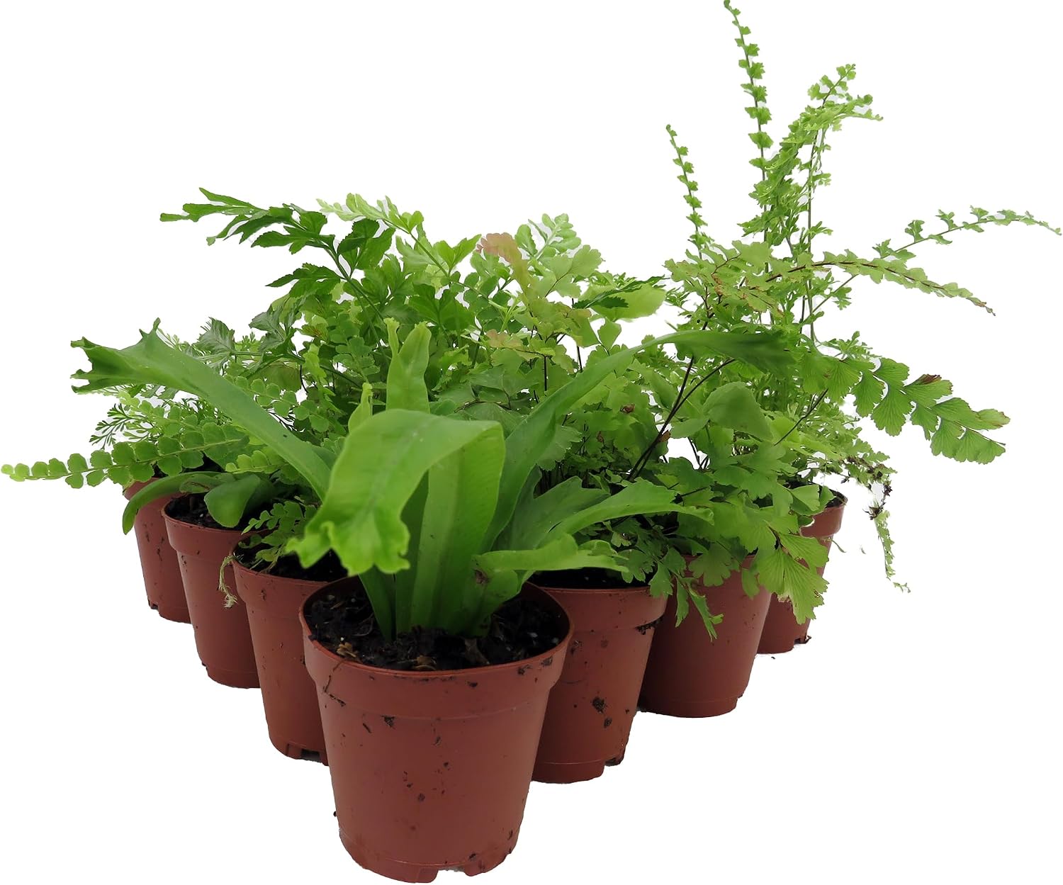 Mini Ferns for Terrariums/Fairy Garden - 10 Plants - 2" Pots