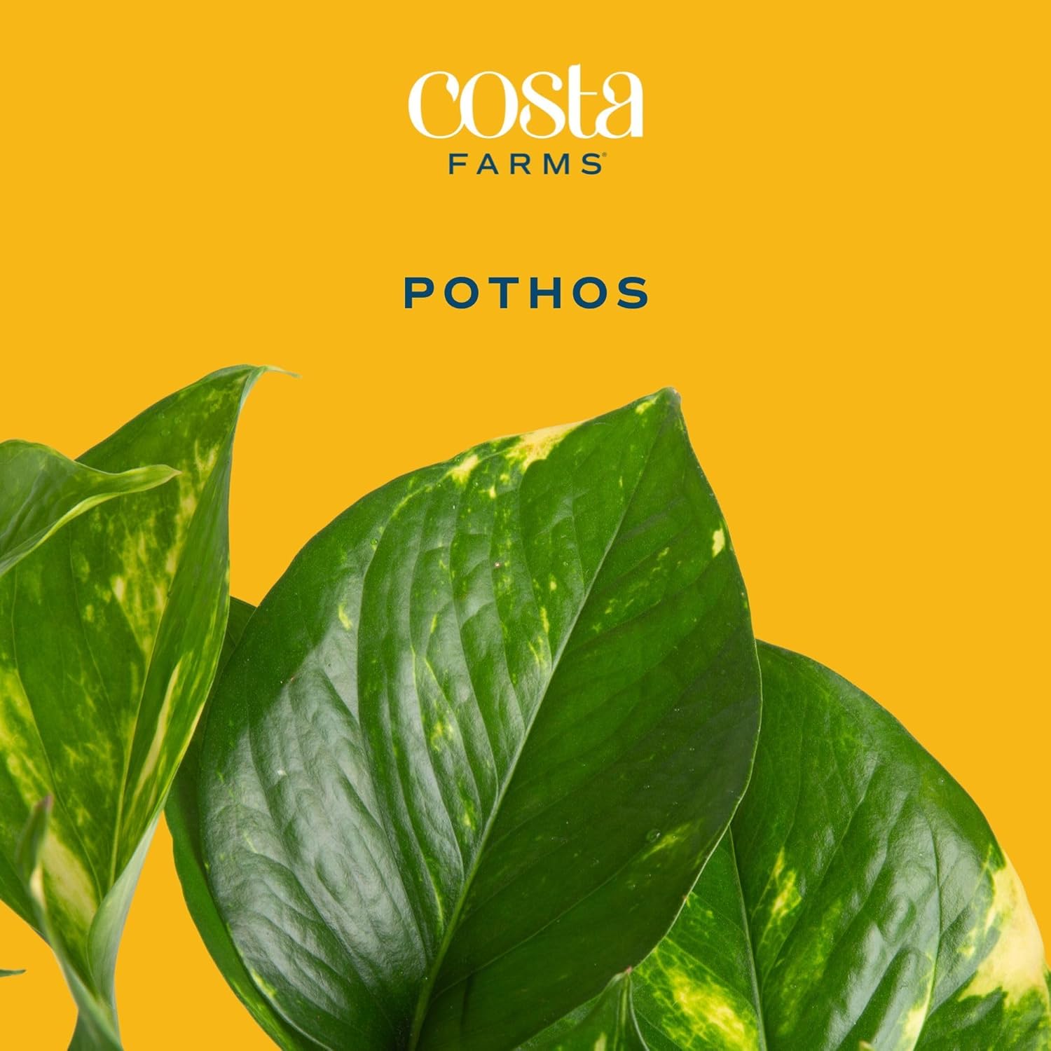 Costa Farms Golden Pothos, Live Indoor Plant, Trailing Vine, Air Purifying | Fast-growing trailing vine, one of the easiest to grow. Great indoor houseplant. Ideal housewarming or birthday gift.