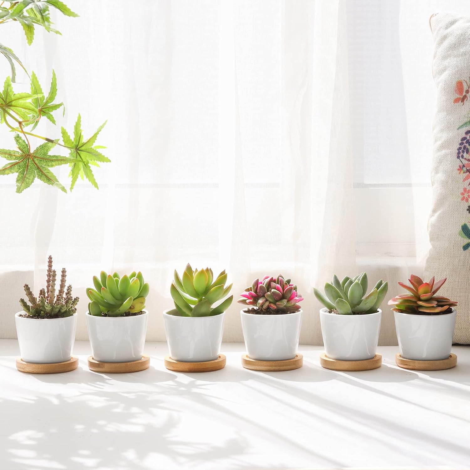 T4U Small White Succulent Planter Pots with Bamboo Tray Hexagon Set of 2, Geometric Ceramic Cactus Plant Holder, Succulent Plant Gifts for Gardener Women Coworker, Home Office Table Desk Decoration | Live cactus bonsai starter, Indoor windowsill decor, O…