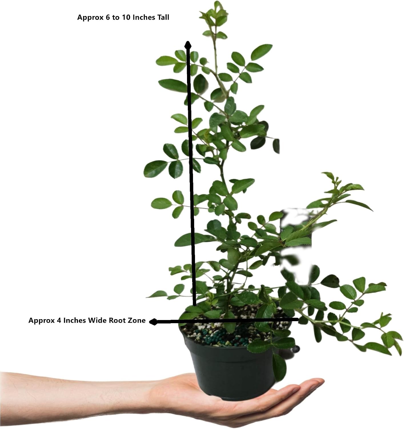 Seven Sisters Climbing Rambler Rose - Antique Heirloom Rosa Hybrid - Live Plant - Fragrant Spring Bloom - Double Pink Flower - Emerald Goddess