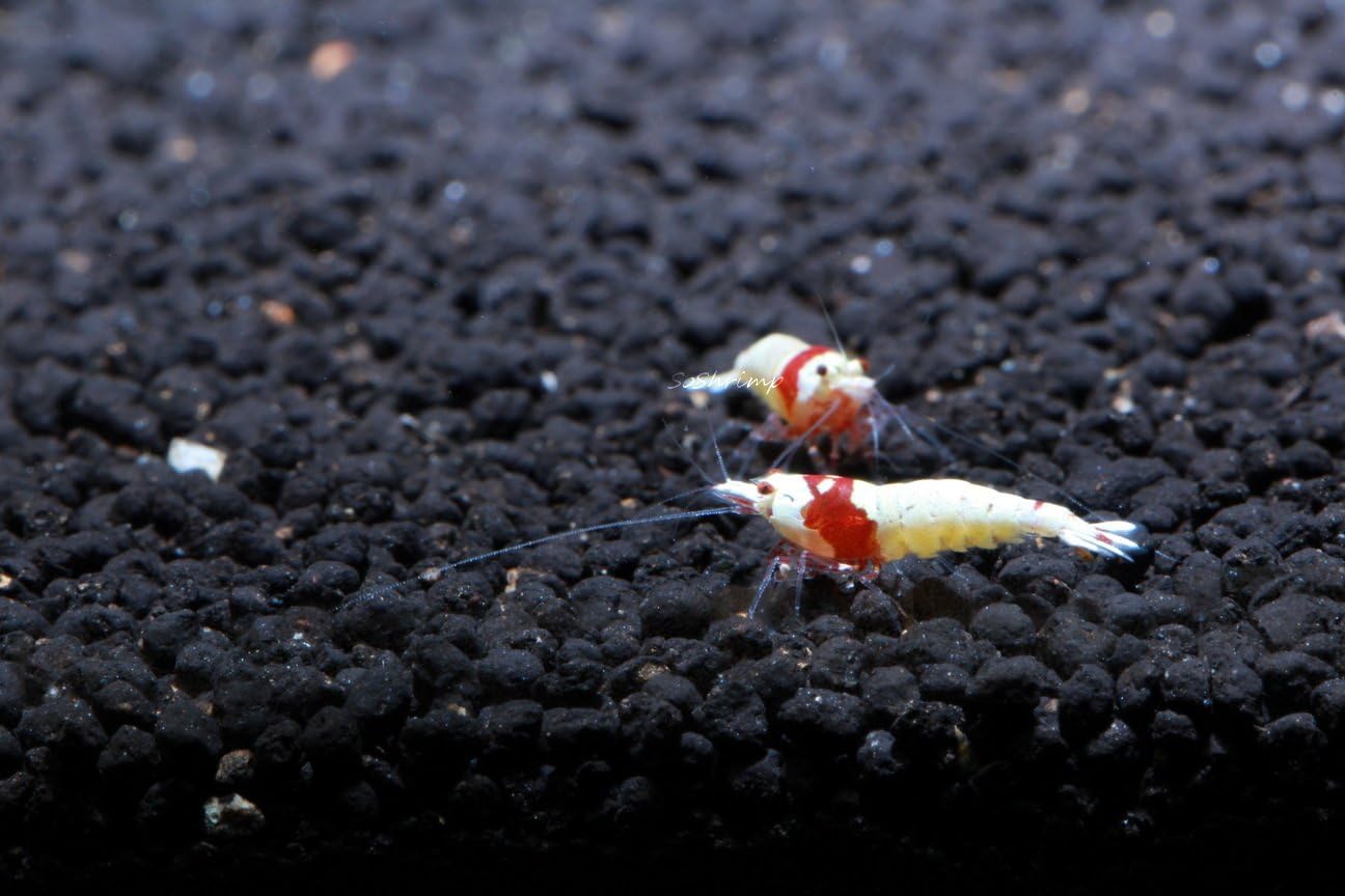 Live Freshwater Aquarium Shrimp - Caridina (Crystal Red Shrimp S-SSS Grade, 5 Pack)