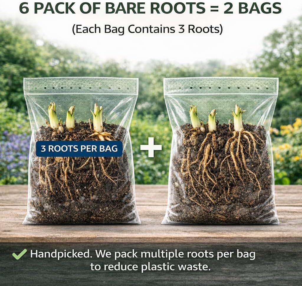 6 Pack of Mixed Heart-Shaped Hosta Bare Roots Plants - Rich Green Foliage, Low Maintenance for Your Home and Garden
