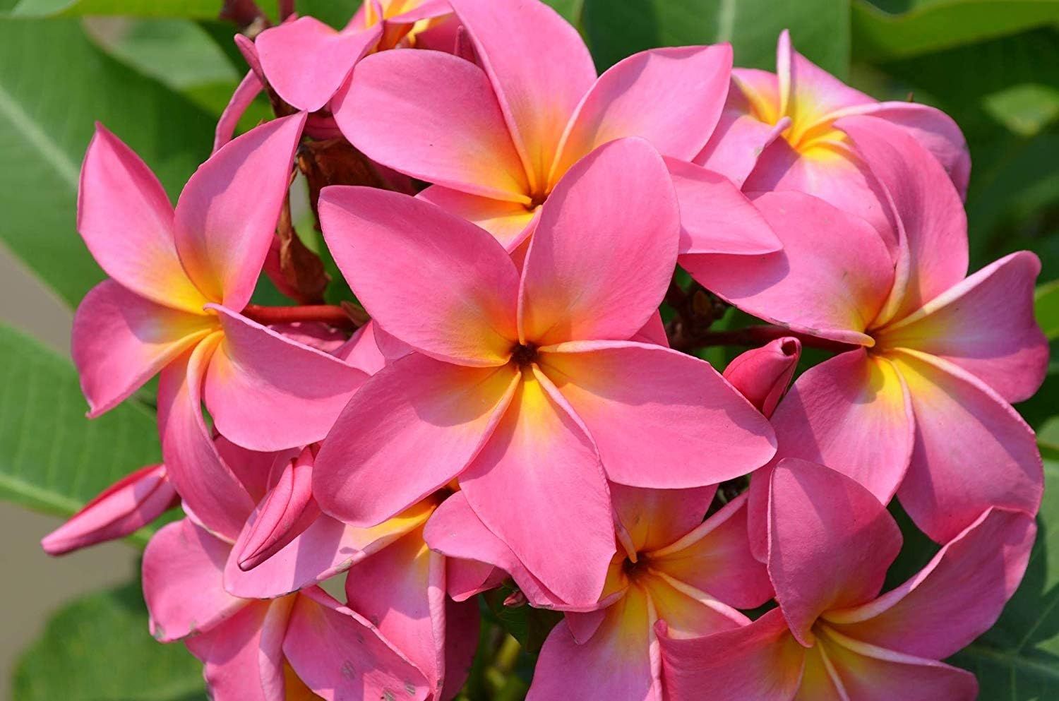 4 PK Hawaiian Pink Plumeria Frangipani Plant Cuttings Approx. 10 Inches each ~ Discount HawaiianGifts