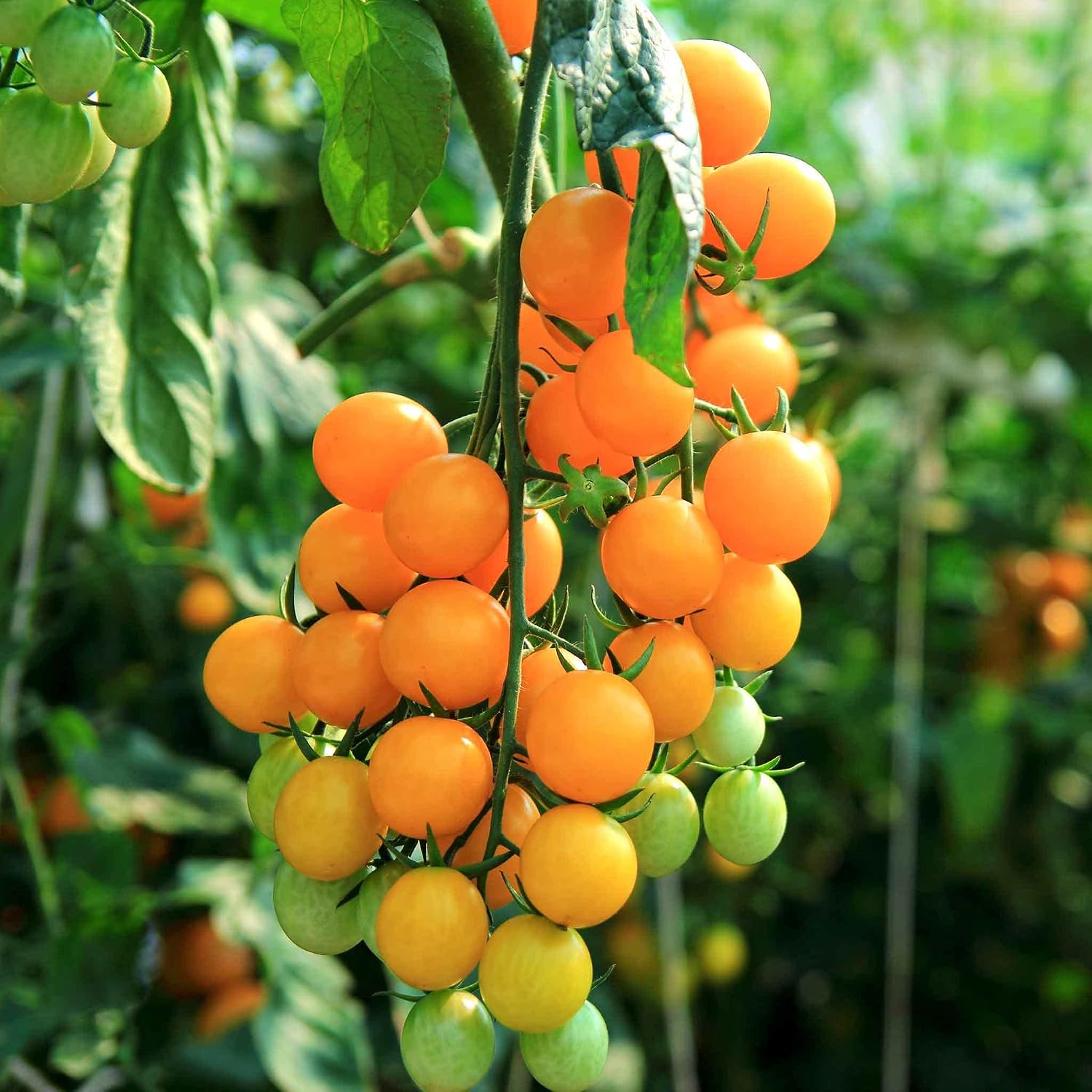 Eden Brothers Tomato Seeds - Persimmon Non-GMO Seeds for Planting, 1 oz | Low-Maintenance Vegetable Seeds, Plant During Warm Season, Zones 10, 3, 4, 5, 6, 7, 8, 9