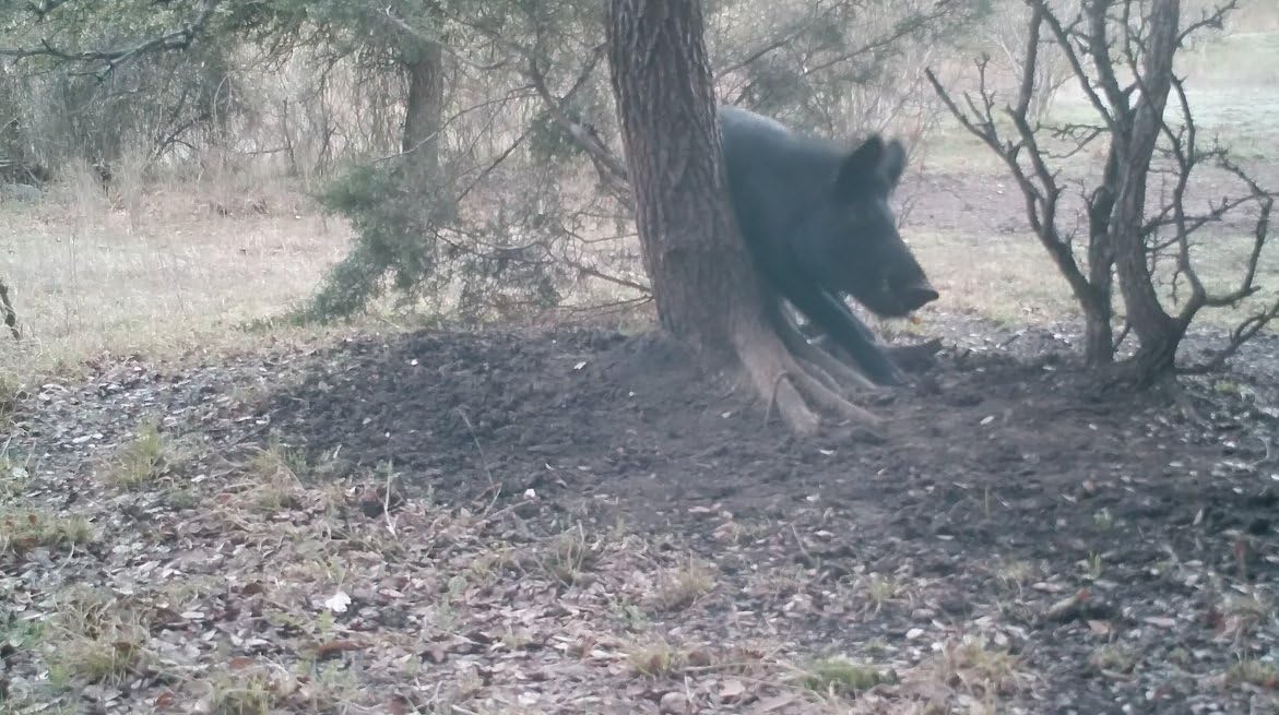 Pig Oil - Wild Hog Attractant - Long Lasting Hog Hunting Lure for attracting and harvesting Feral Hogs Around Your Feeder or Stand