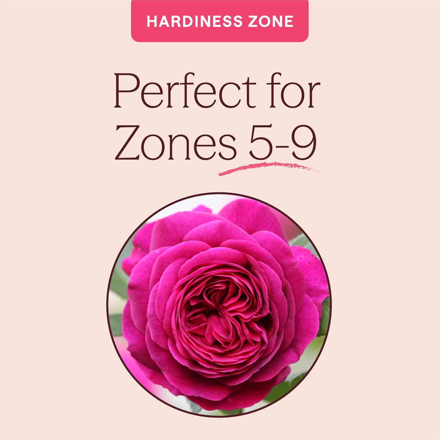 Heirloom Floribunda Roses, Live Own Root Plant, Koko Loko™ | Moderately Fragrant, Hardiness Zones: 6-10, Repeat Blooming,For Outdoor Gardens, Planters, and Pots