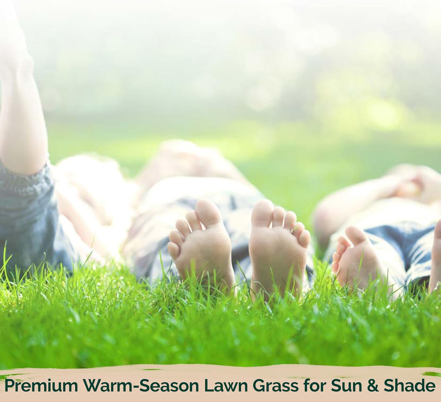 1/4 Lb Zenith Zoysia Grass Seed (Zoysia Japonica) – Zenith Zoysia Seeds for Lawn – Dense, Grass Seed Shade & Drought Tolerant
