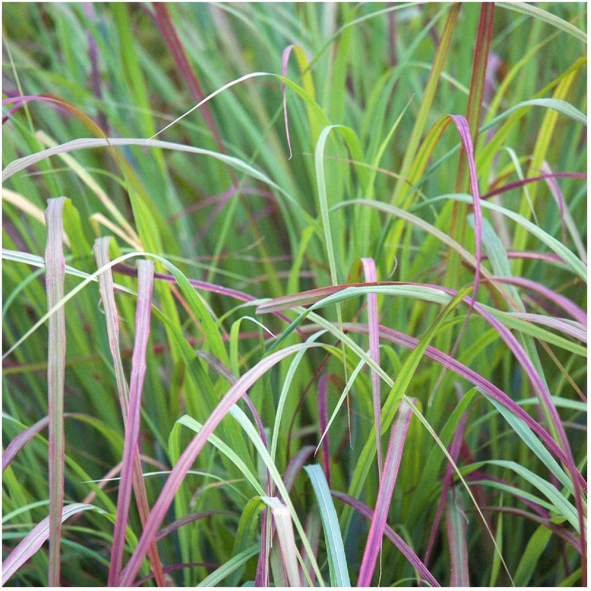1000 Little Bluestem Native Grass Seeds - Gold Vault Jumbo Seed Packet