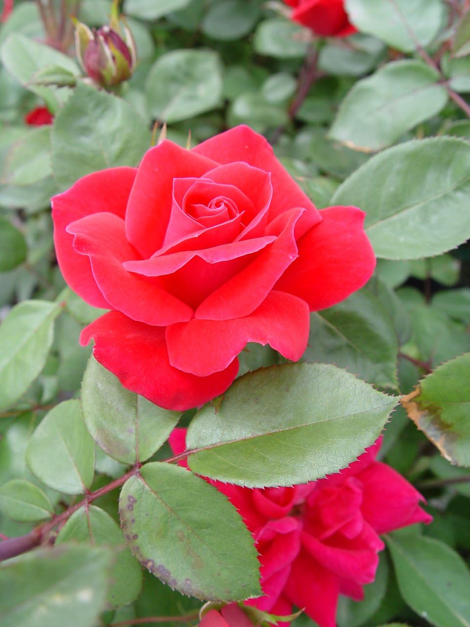 Green Promise Farms Rosa `Double Knock Out` (Reblooming) Rose, 3 Size Container, pink flower