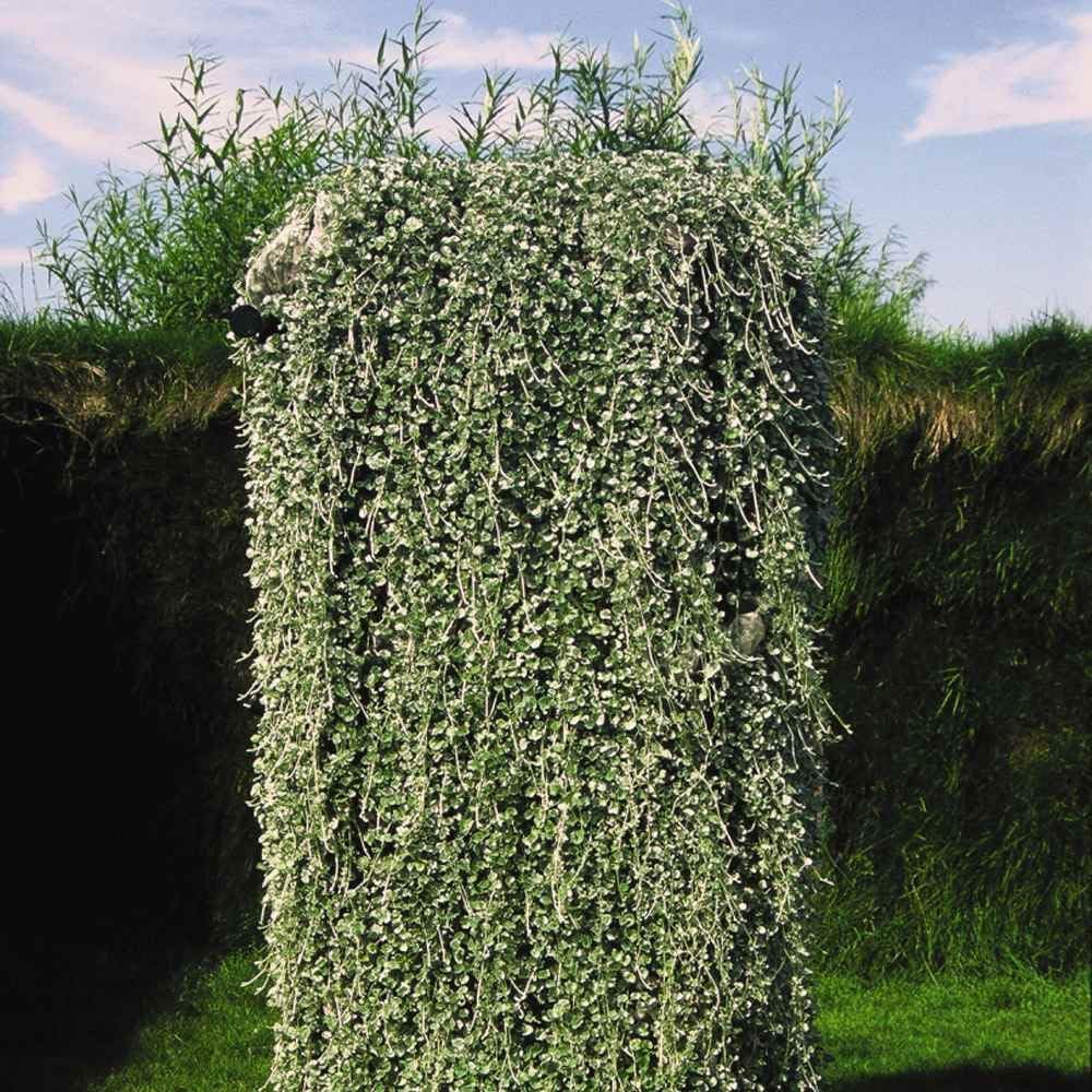 Outsidepride Perennial Dichondra Repens Seeds - 2 lbs Dense Green, Low-Maintenance Ground Cover Seeds for Planting, Ideal Lawn Alternative in Sun or Shady Areas & Erosion Control in USDA Zones 8-11