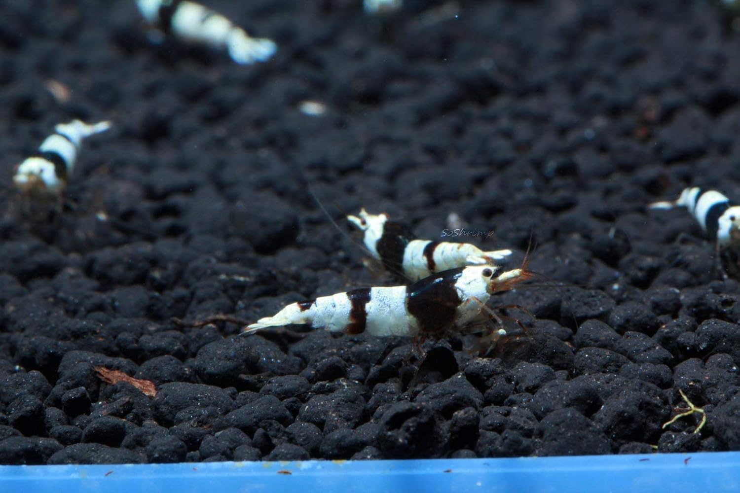 Live Freshwater Aquarium Shrimp - Caridina (Crystal Red Shrimp S-SSS Grade, 5 Pack)