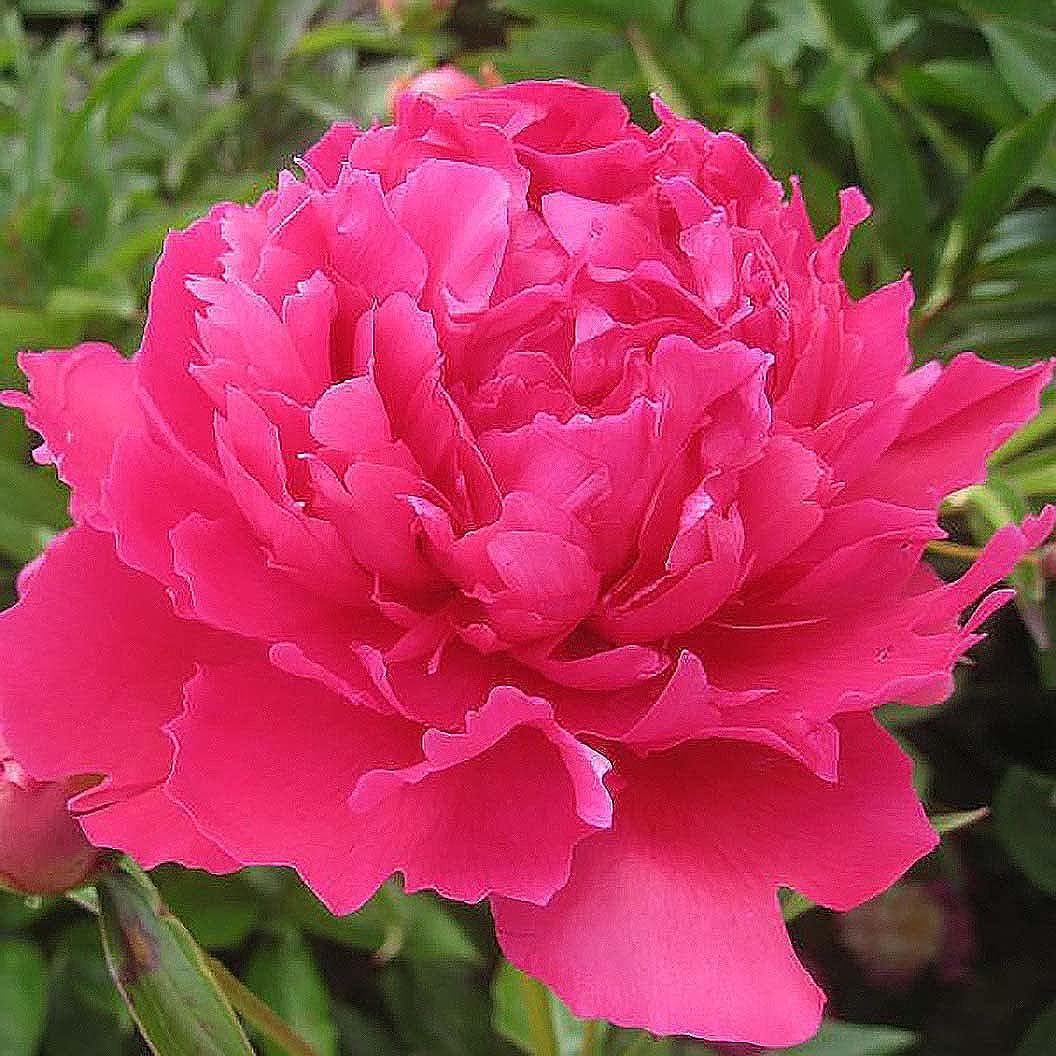 Felix Supreme Double Carmine Red Peony Bare Root 3-5 Eyes