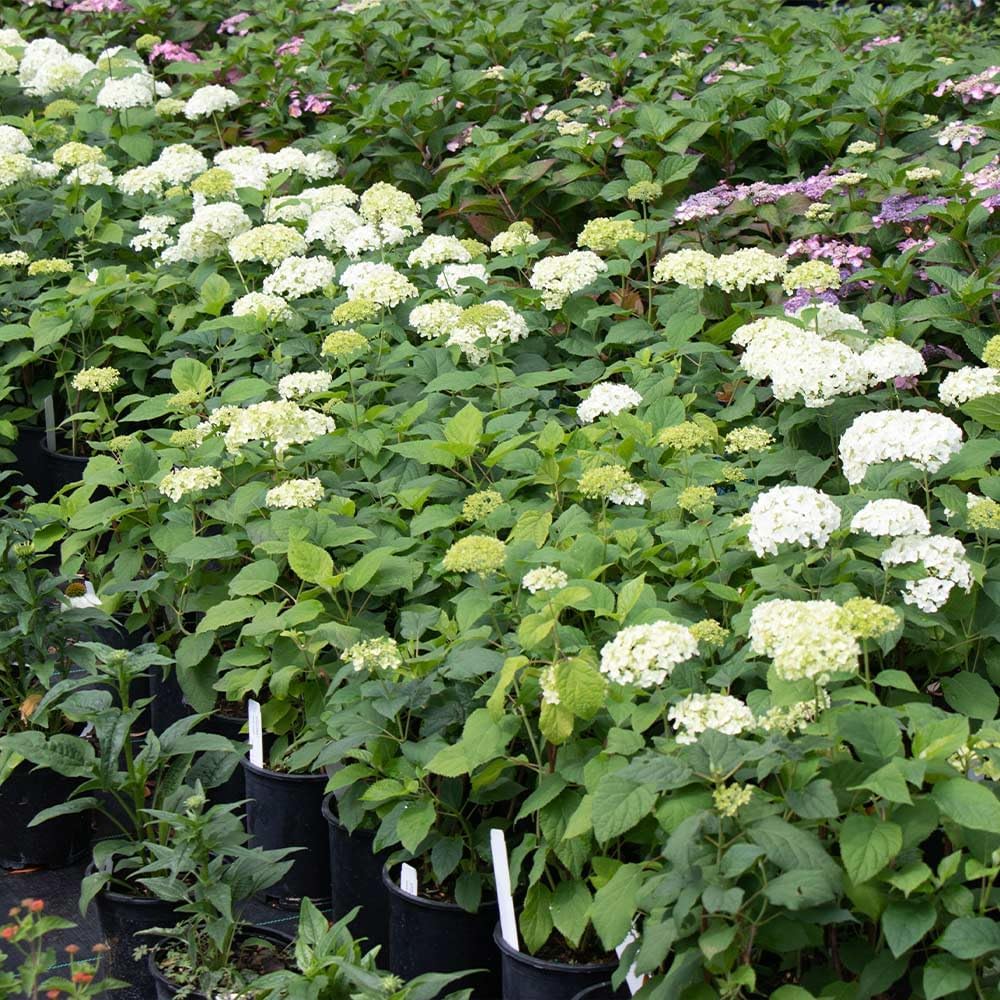 Brighter Blooms Annabelle Hydrangea Shrub, 1 Quart | No Shipping to AK, AZ, HI
