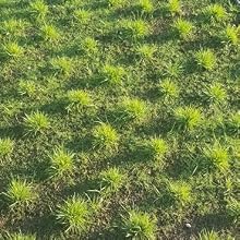 Zoysia Grass Lawn