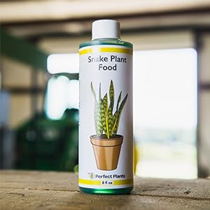 liquid snake plant food