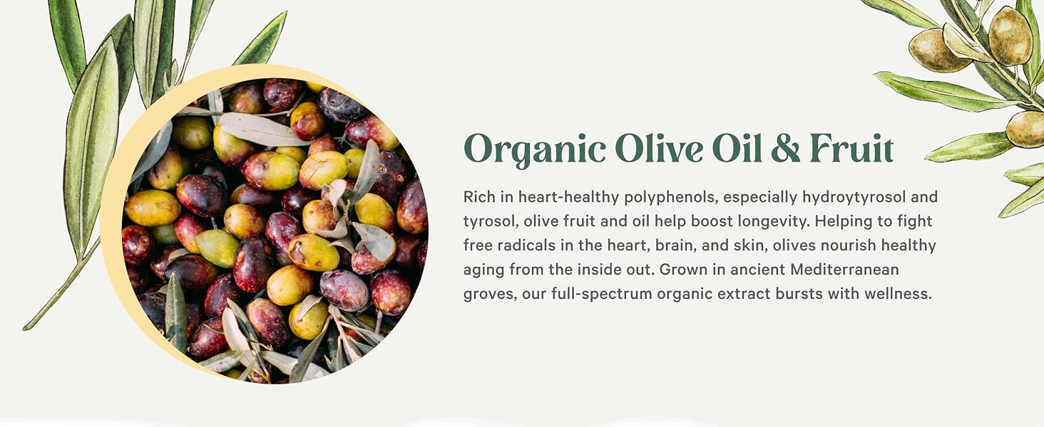 Rich in heart-healthy hydroytyrosol, olive fruit and oil help fight aging free radicals