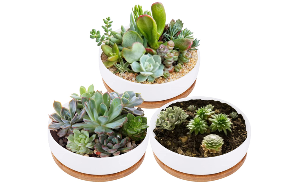 6 inch Round Succulent Cactus Planter Pots