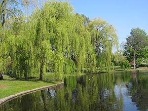 willow, willow tree, willow trees, trees, live trees