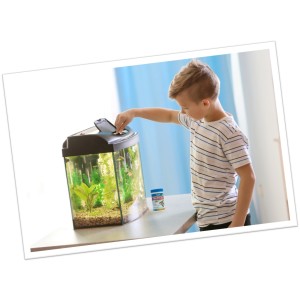 boy feeding fish